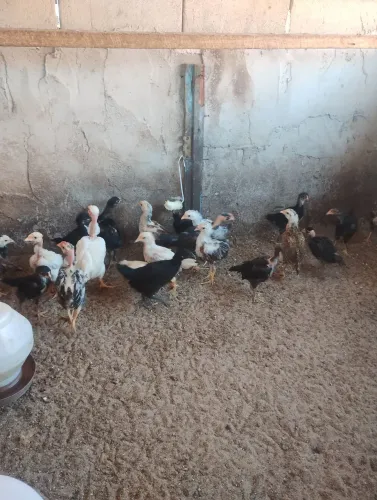 Pintinhos caipira 