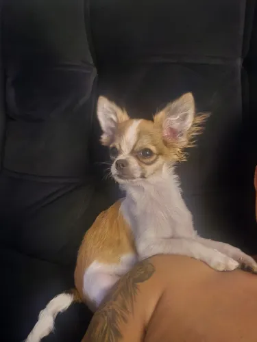 Chihuahua pelo longo