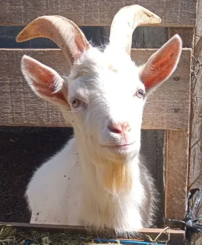 CABRITO SAANEN 