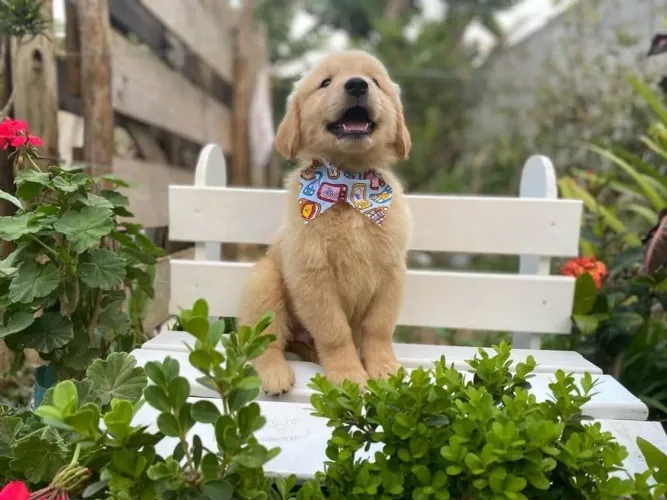 Filhote de Golden retrievier ótimo desconto
