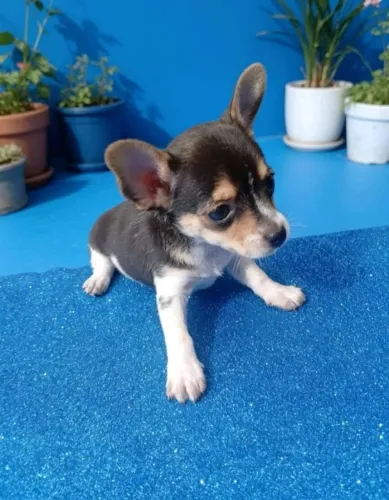 Pinscher filhote dócil