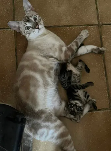 Doação responsável de gata e gatinhas