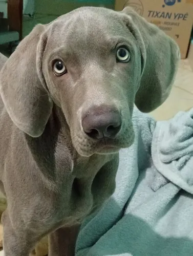 Cachorro filhote Weimaraner