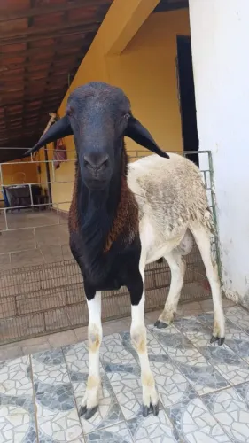 Carneiro Reprodutor