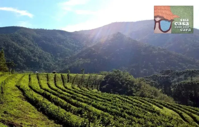 Fazenda 54,7 hectares, produzindo frutas vermelhas !