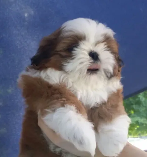 Shih Tzu: o equilíbrio perfeito entre ternura e energia