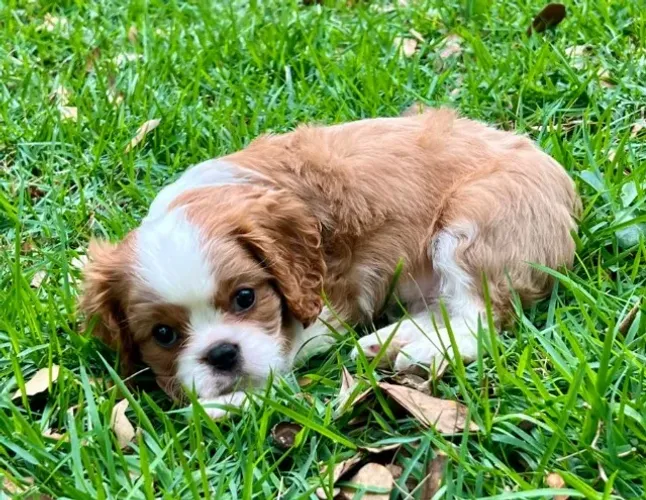 Cavalier King Charles Spaniel: puro amor em forma de cão