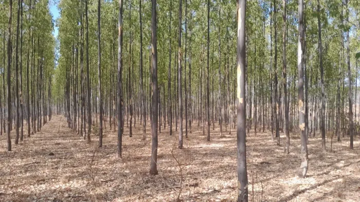 Fazenda de oportunidade presidente Olegário 