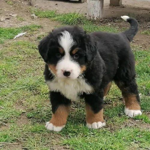 Bernese fêmea disponível - leve sua bebê