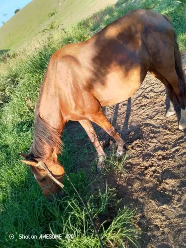 Égua cheia de lindo garanhão Genuíno da Picada