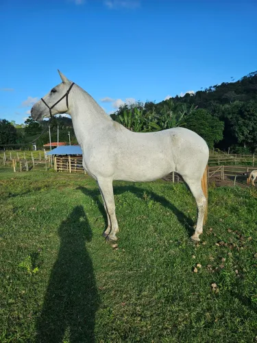 2 em 1: Égua Mangalarga - Marcha Batida prenha de garanhão registrado