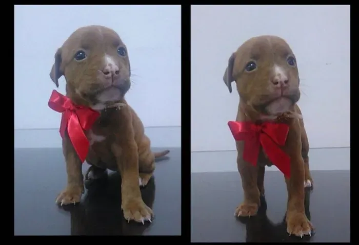 Pitbull red nose/ black/ blue, machos e fêmeas padrão gigante, com garantia e suporte vet!