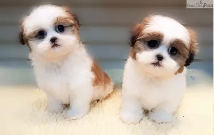 Shih-Tzu Miniatura Macho Tricolor Comportado e Muito Fofo