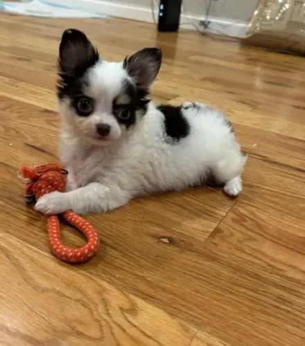 Chihuahua Babys Pequenos, Inteligentes e Super Carinhosos
