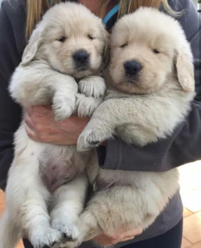 Golden Retriever os mais fofos de são Paulo