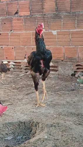 Vendo estes lindos animais