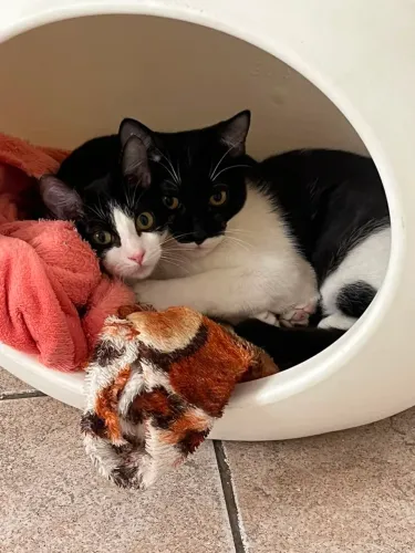 Doa se Bibi e Batiminha, 4 meses, castradas, vacinadas , testadas fiv/ felv neg. Mooca SP