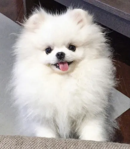 Lulu da Pomerania Um encontro que vira hábito