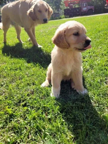 Filhotes de Golden Retriever | Carisma que conquista rápido!