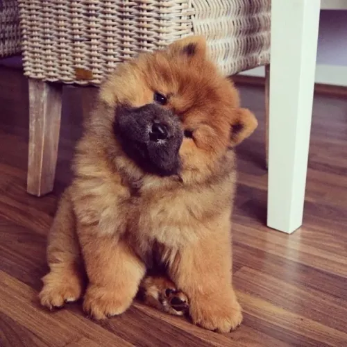 Filhotes De Chow Chow - Seu Lar Merece A Alegria De Um Novo Amigo Peludo