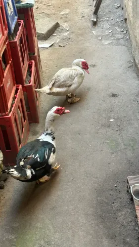 Vendo 2 patos
