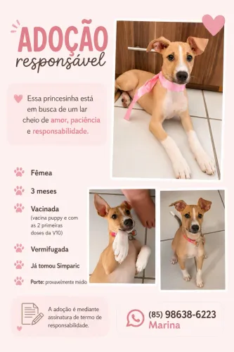 Filhote para adoção responsável 