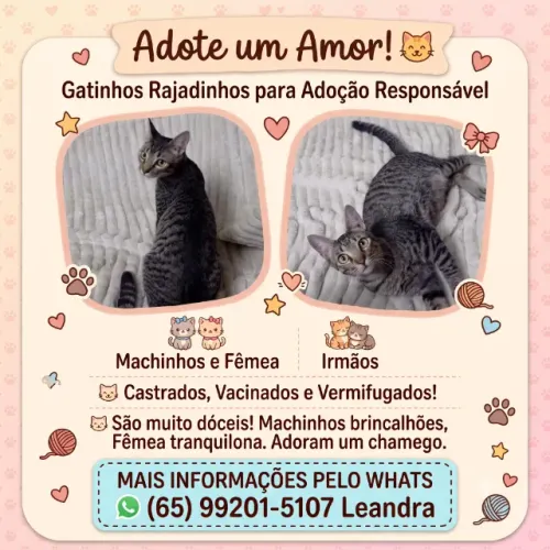 Gatinhos rajados CASTRADOS,VACINADOS E VERMIFUGADOS disponíveis para adoção
