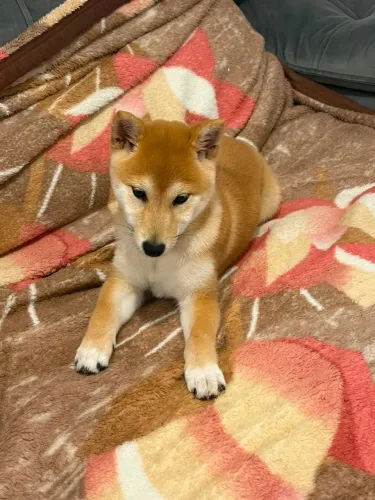 Filhote Shiba Inu