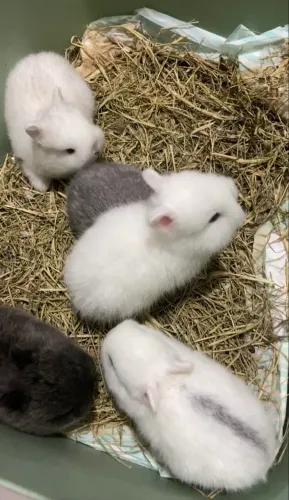 Filhotes de coelho Anão - Nederland Dwarf