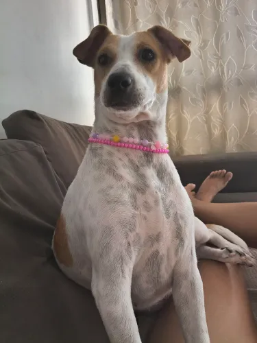 Cachorra fêmea viralata 