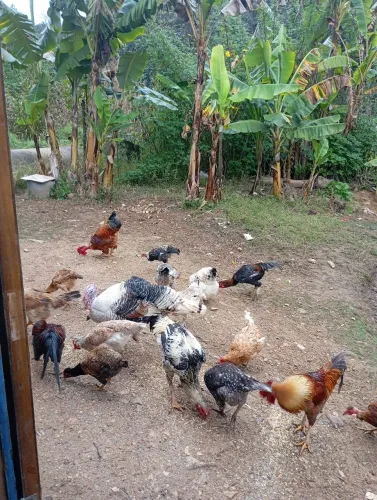 Vendo galinhas frangas e franguinhos caipira