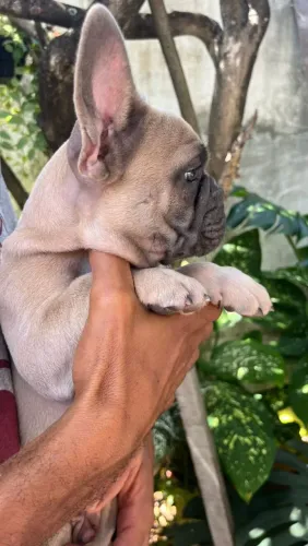 Buldogue Francês Exótico