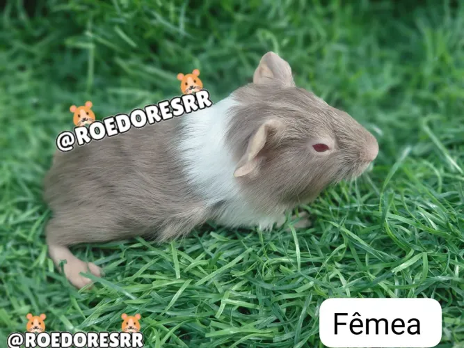 PORQUINHOS DA INDIA 