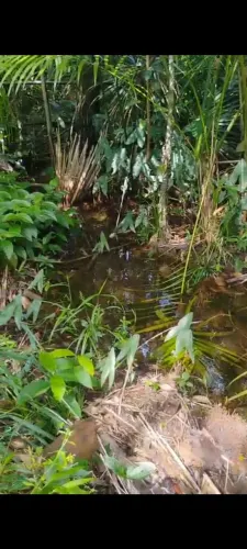 Vende-se terreno com olho d'água