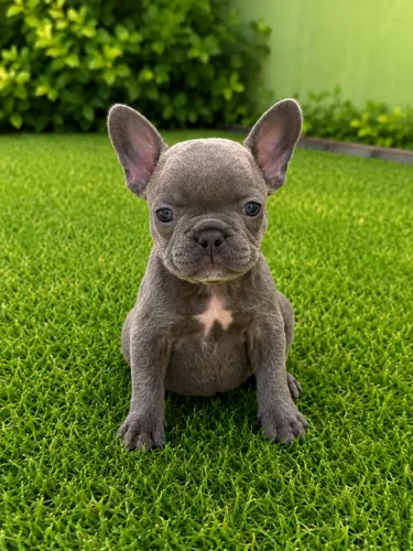 Buldogue francês blue