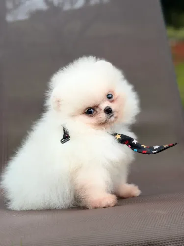 Lulu da pomerania Ursinho