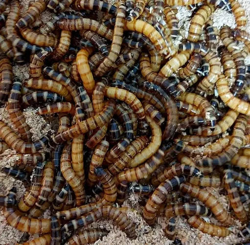 Tenébrio Gigante