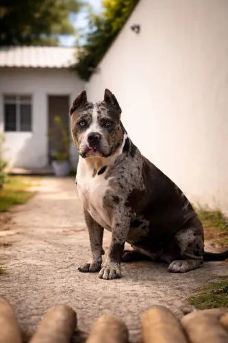 American bully