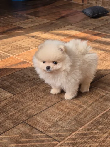 Lulu da pomerânia macho
