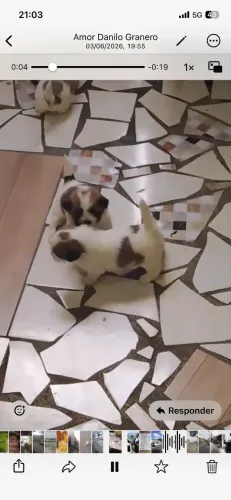 Cachorro raça shitzuh puro 