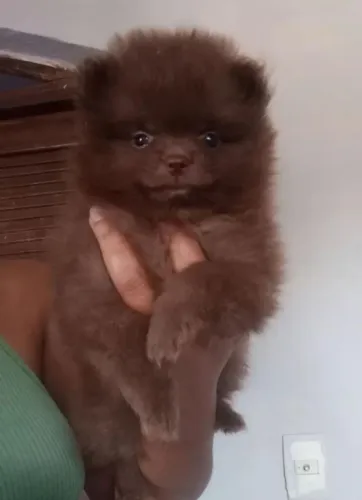 Lulu fêmea chocolate em até 10x sem juros