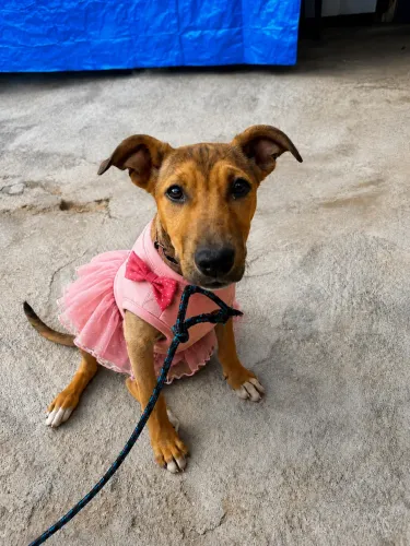 Cachorrinha para adoção responsável