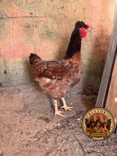 Galinha balão