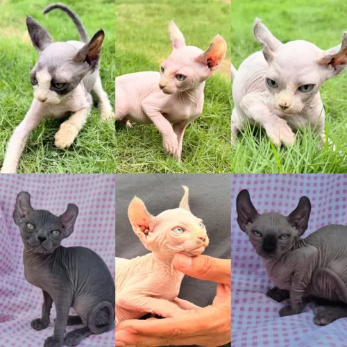 Sphynx padrão e Elf Filhotes - Gatil Bsb Cat