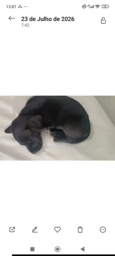 Doação de filhote