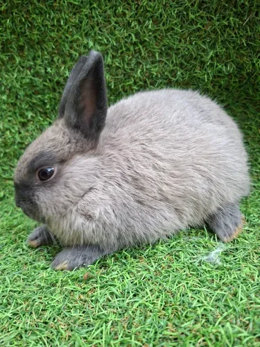 Coelho Anão Netherland Dwarf, Mini Coelhinhos com olhos encantadores e muita fofura!
