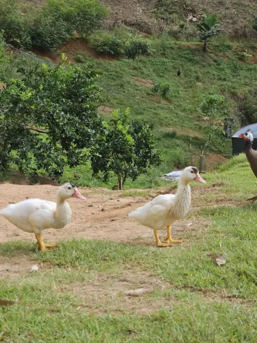 Pato Gamelão 