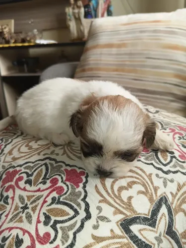 Vendo shitzu micro macho