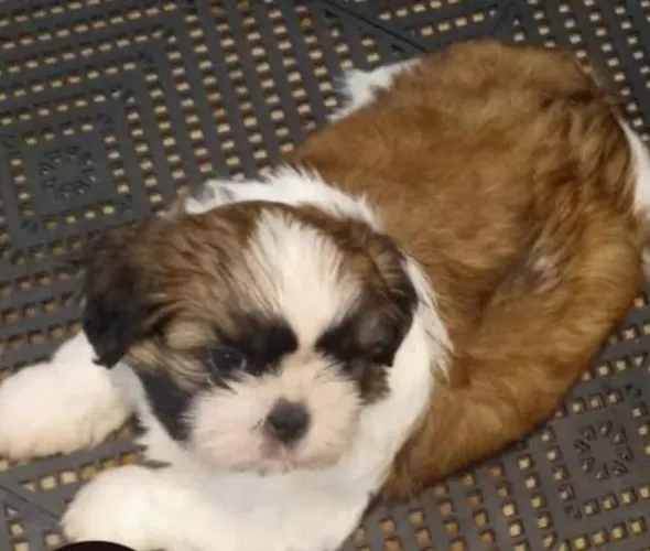 Shihtzu Mini Filhotes Marcação Incrível. 