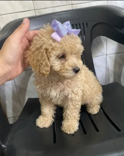 Poodle toy fêmea